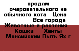 продам очаровательного не обычного кота › Цена ­ 7 000 000 - Все города Животные и растения » Кошки   . Ханты-Мансийский,Пыть-Ях г.